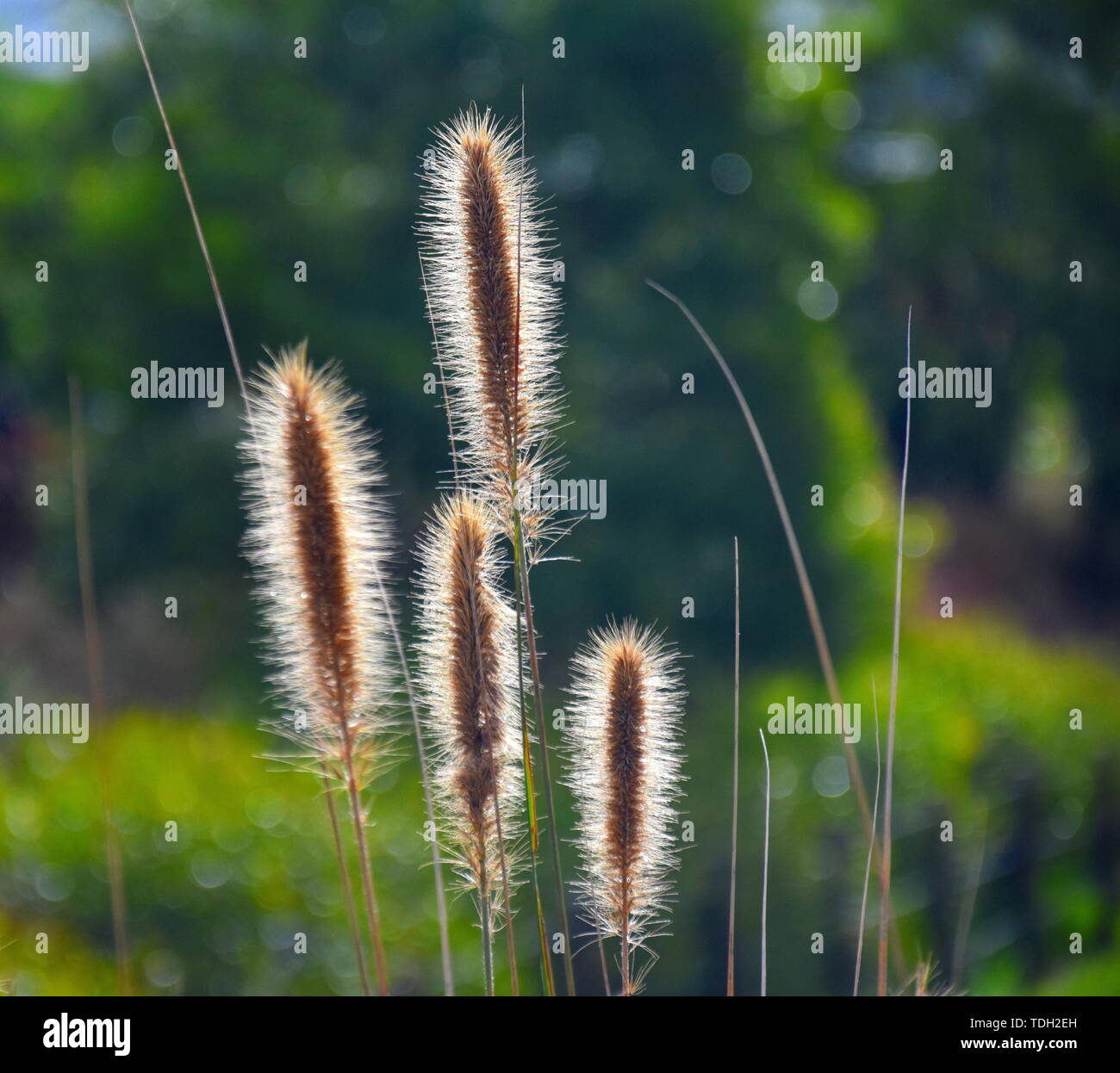 Sunlight shining through the feathery flowerheads of the native Australian grass Swamp Foxtail, Cenchrus purpurascens. Also known as Fountain Grass. Stock Photo