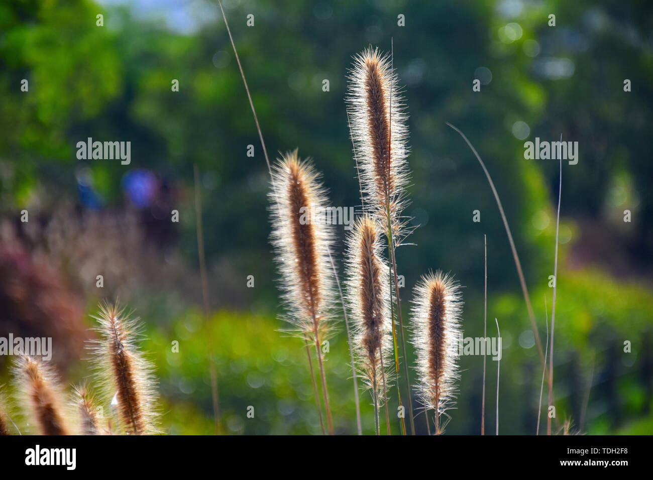 Sunlight shining through the feathery flowerheads of the native Australian grass Swamp Foxtail, Cenchrus purpurascens. Also known as Fountain Grass. Stock Photo