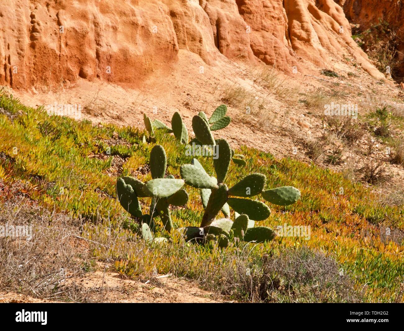 Prickly pears at hires stock photography and images Alamy