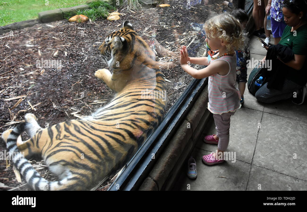 Beerwah Australia Apr 22 2019 Kids Watching A Sumatran - 