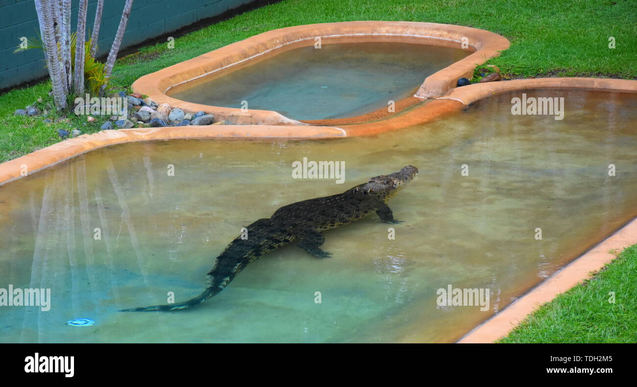 Beerwah, Australia - Apr 22, 2019. Crocodile resting in the pool. Australia Zoo is located in Queensland on the Sunshine Coast. The zoo contains a wid Stock Photo