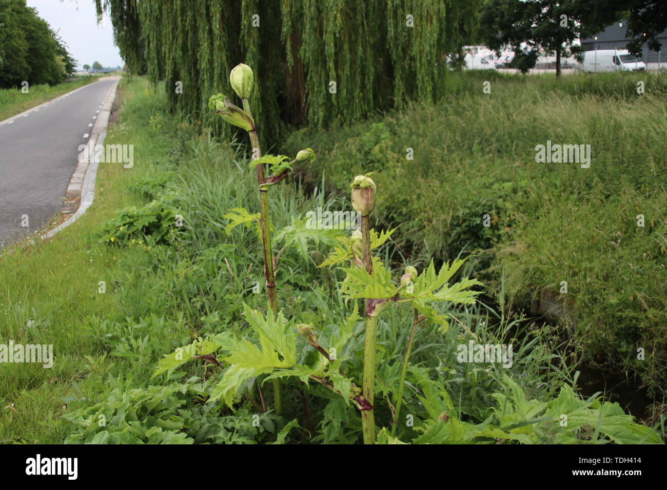 Hogweed plant along the side of the road in Moordrecht, the Netherlands Stock Photo