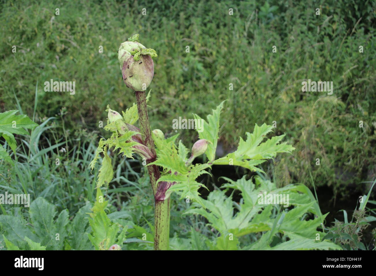 Hogweed plant along the side of the road in Moordrecht, the Netherlands Stock Photo