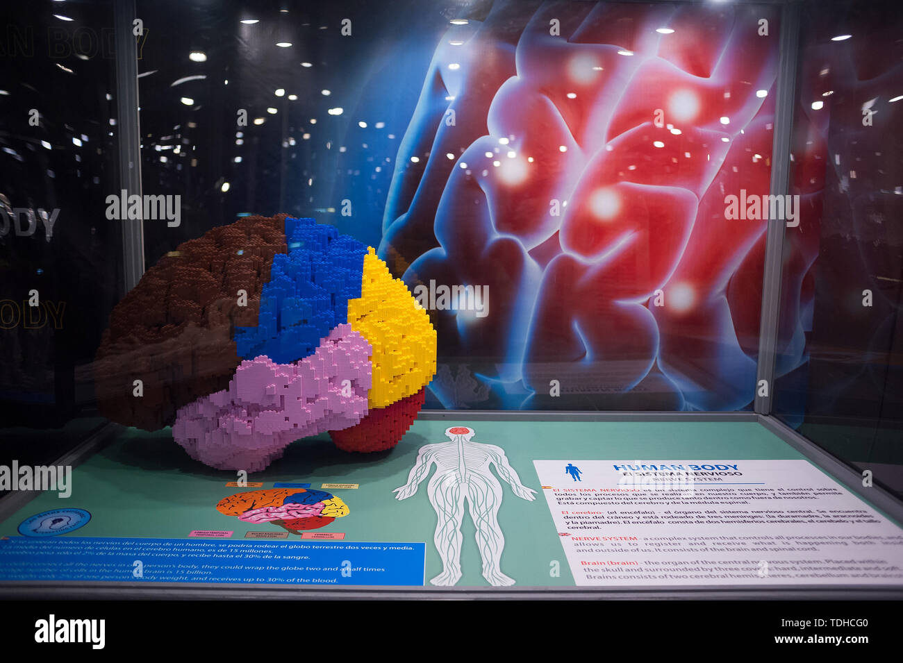 Malaga, Spain. 16th June, 2019. A mockup of a human brain displayed inside a glass cabinet during the exhibition. The LEGO exhibition is a temporary exhibition, the most biggest of Europe about figures of LEGO, showing different mockups mounted with more than 5 million of LEGO pieces to large scale such as Titanic ship, replicas of basketball players, the human body, characters of the film Star Wars, MARVEL and others. Credit: SOPA Images Limited/Alamy Live News Stock Photo