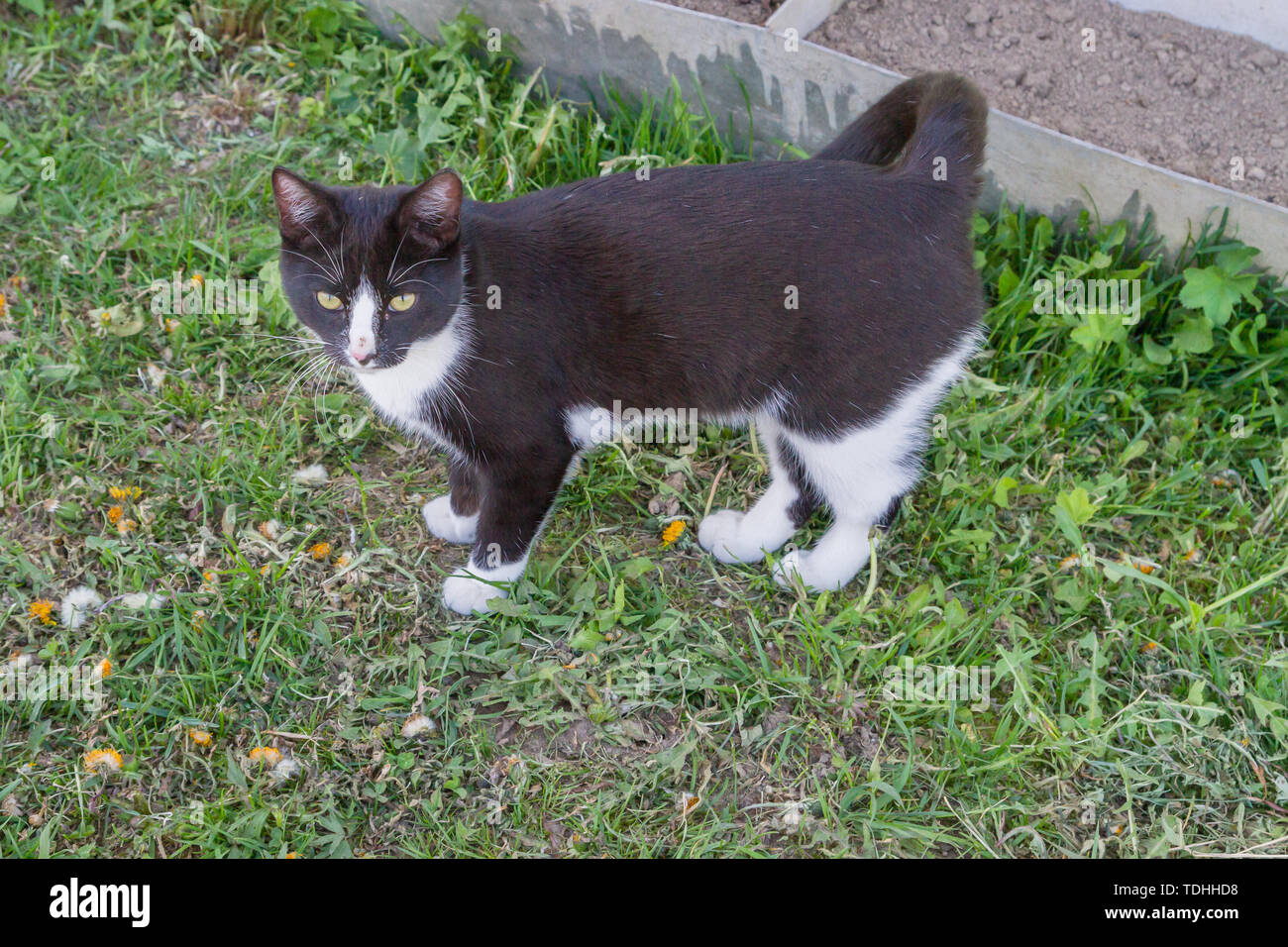Home a young black and white cat walks in the country yard Stock Photo ...