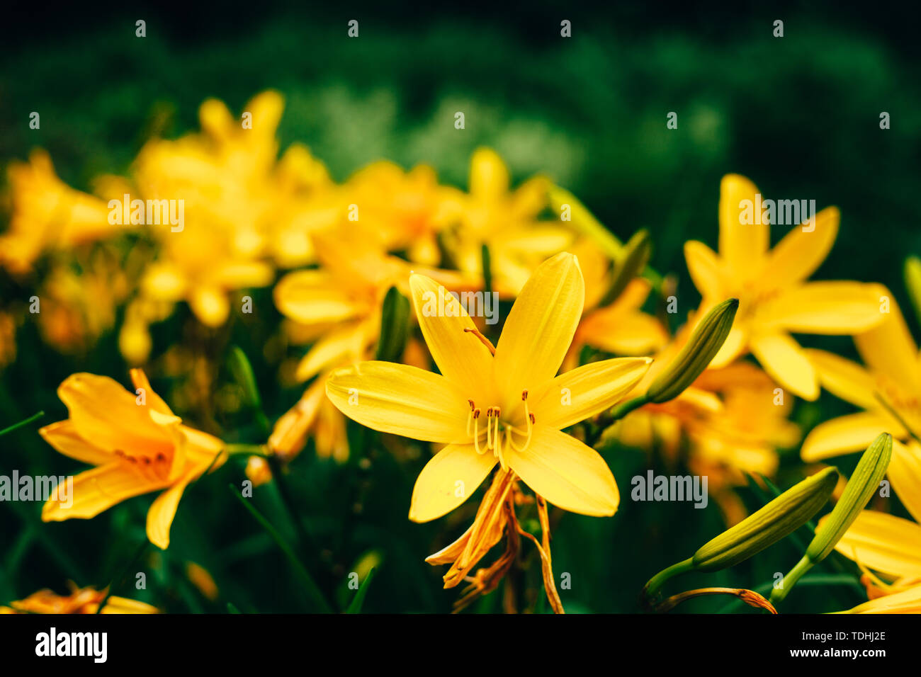 Beautiful yellow Lilium flowers against fresh green leaves background in the garden Stock Photo