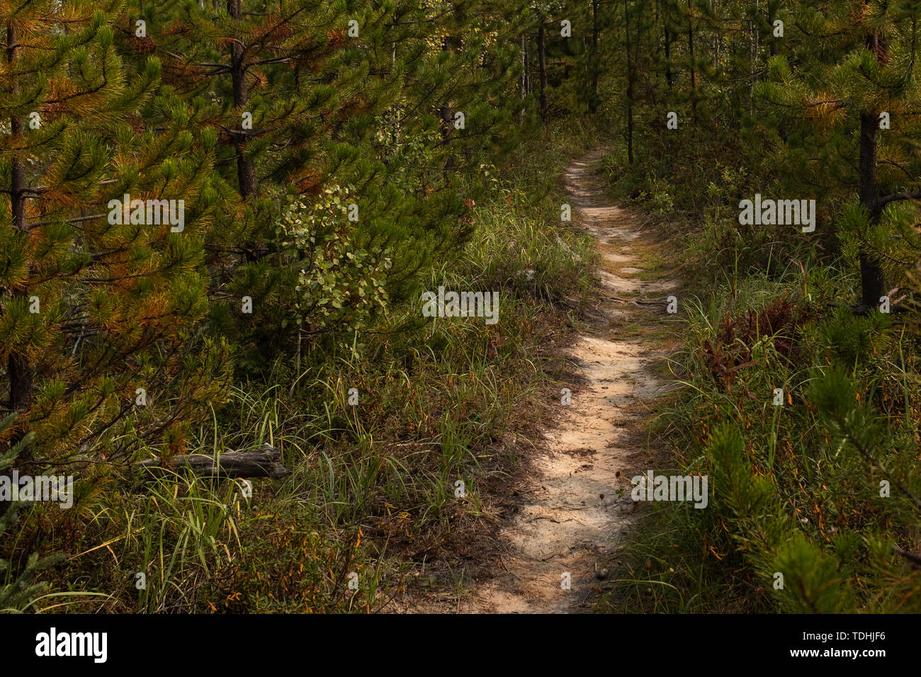 Empty footpath green lush forest hi-res stock photography and images ...