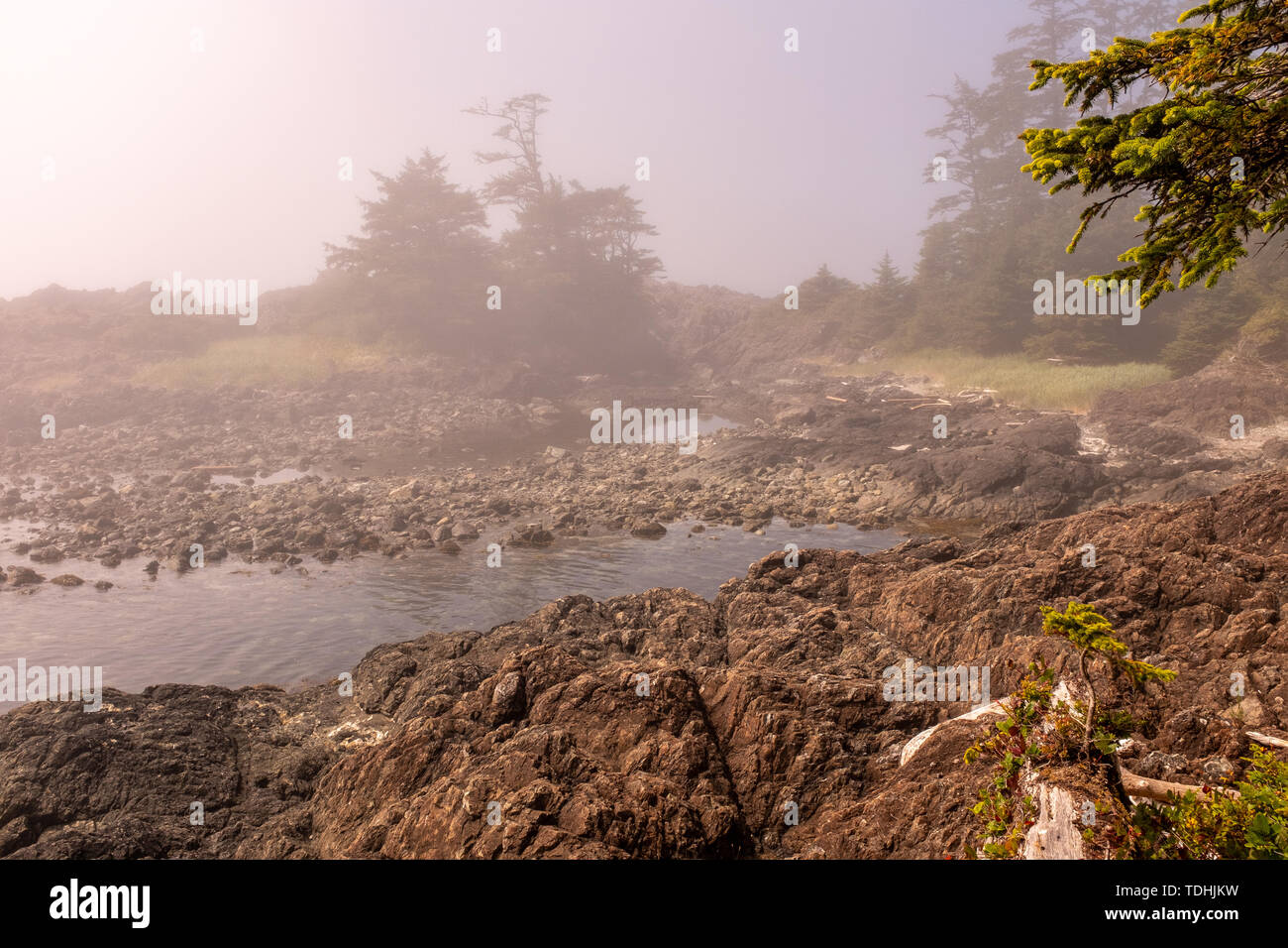 Fog envelops the rugged Wild Pacific Rim Trail at Ucluelet, on the Ucluelet Peninsula on the west coast of Vancouver Island in British Columbia Stock Photo