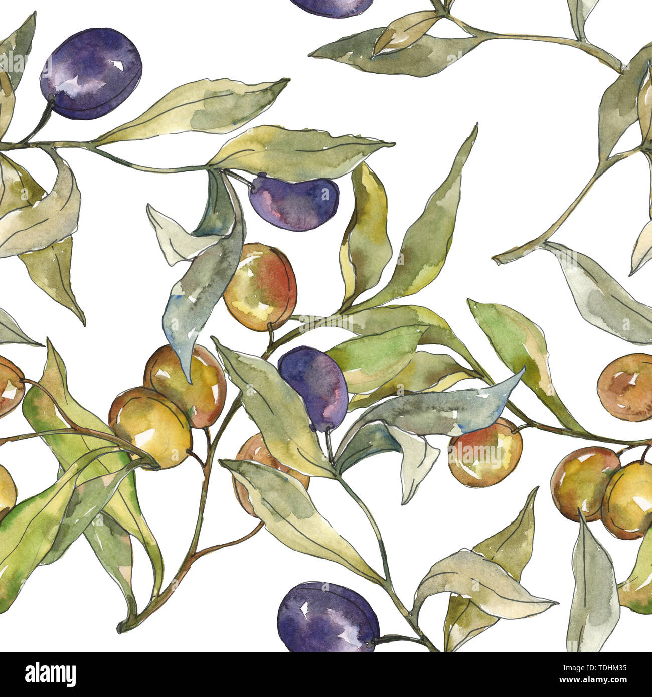 Olive branch with black and green fruit. Watercolor background ...