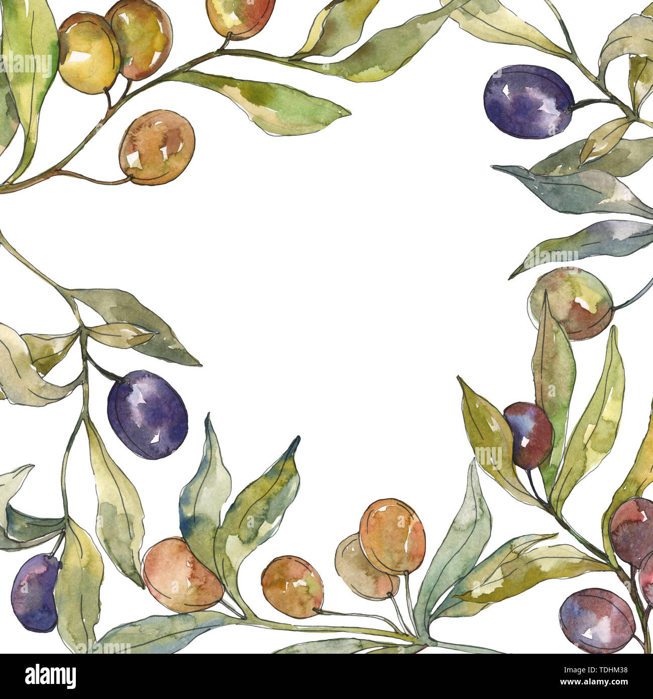 Olive branch with black and green fruit. Watercolor background ...