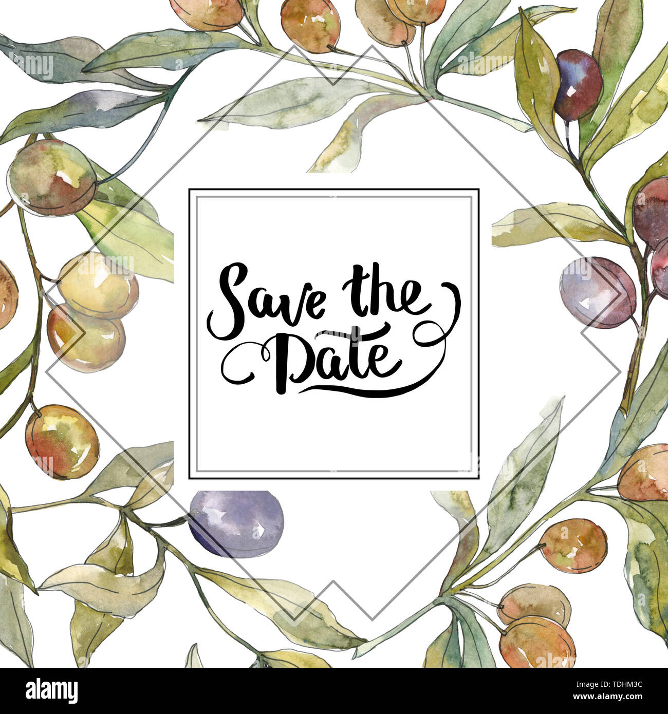 Olive branch with black and green fruit. Watercolor background ...