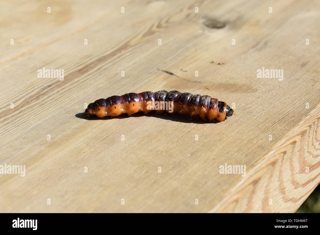 Caterpillar Shape High Resolution Stock Photography and Images - Alamy