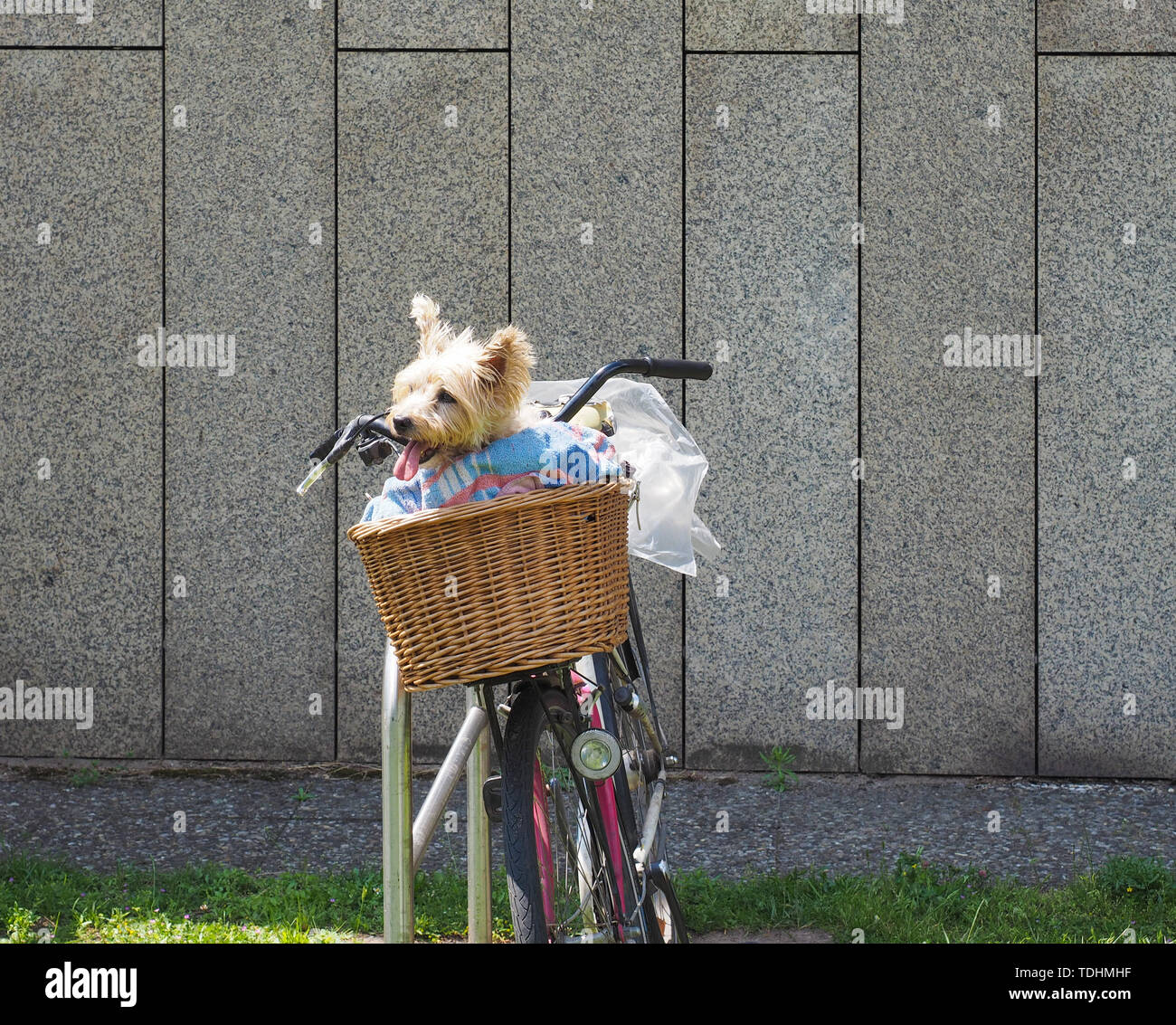 Small Yorkshire Terrier dog (aka Yorkie) in a bicycle basket in hot
