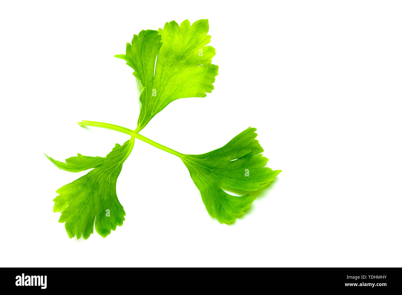 Green Celery leaves isolated on white background. Top view and close up of Celery leaves Stock