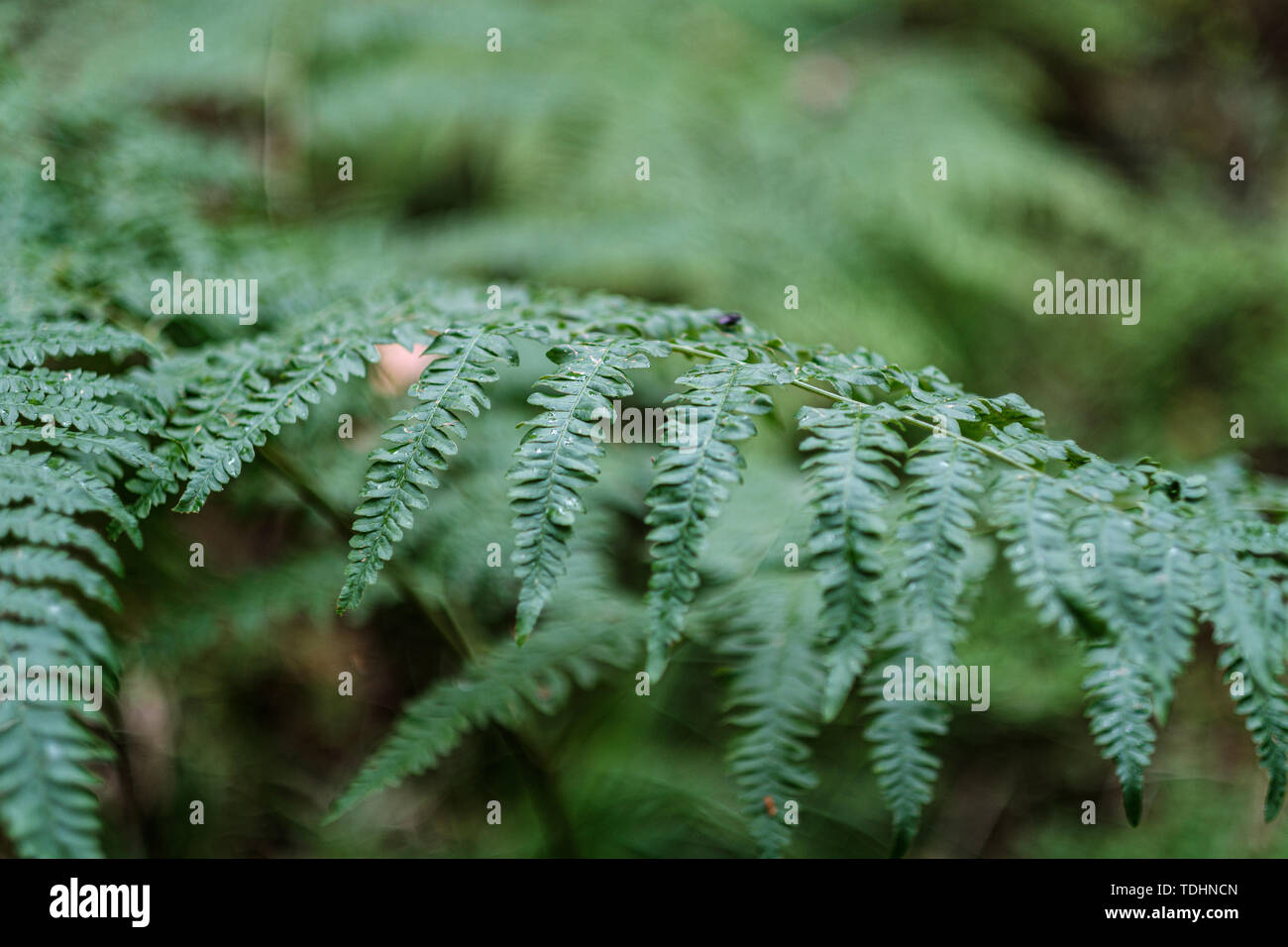 young fresh fern leaves in forest summer after the rain with blur ...