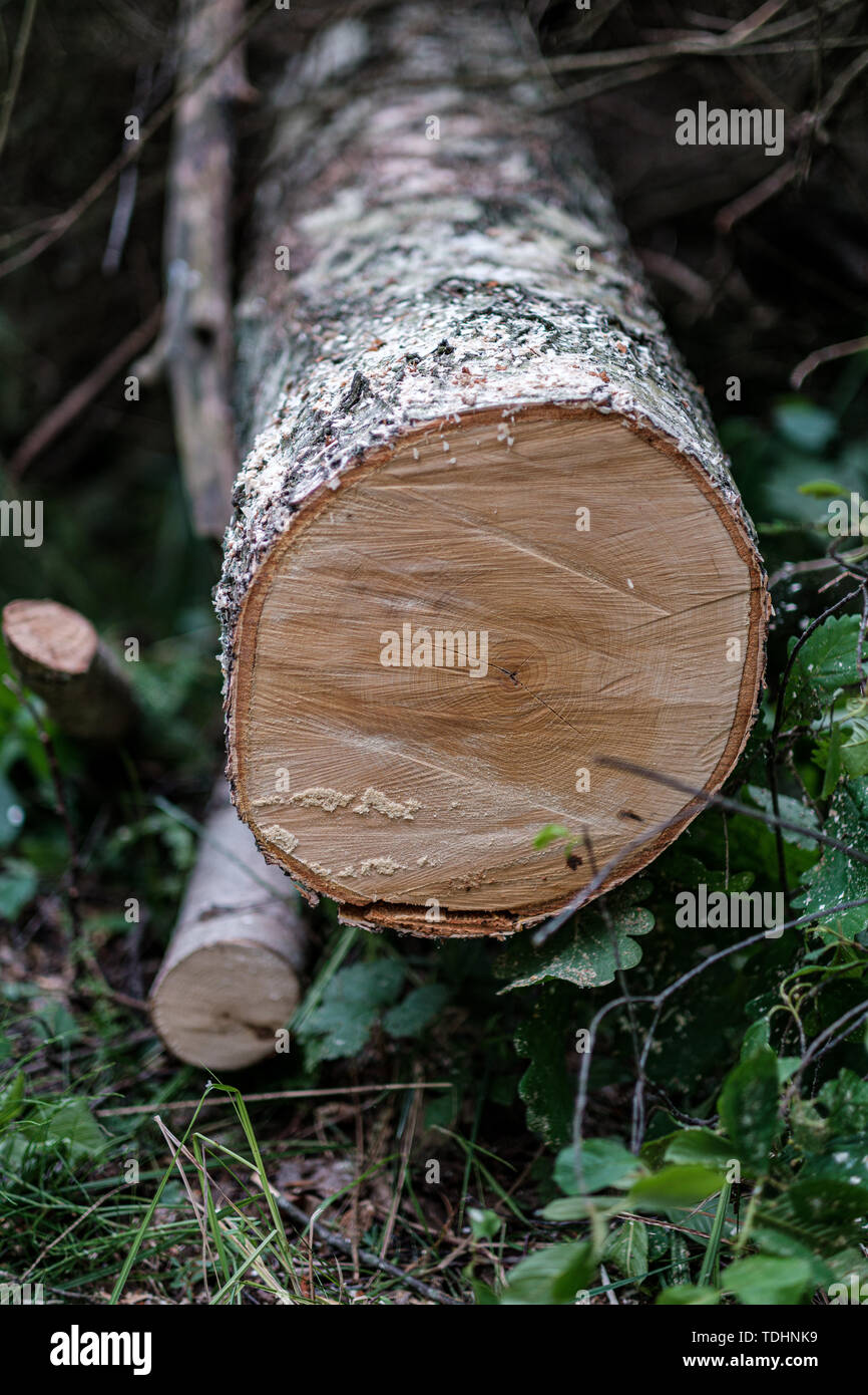 saw cut tree trunk with year rings and saw dust in forest Stock Photo