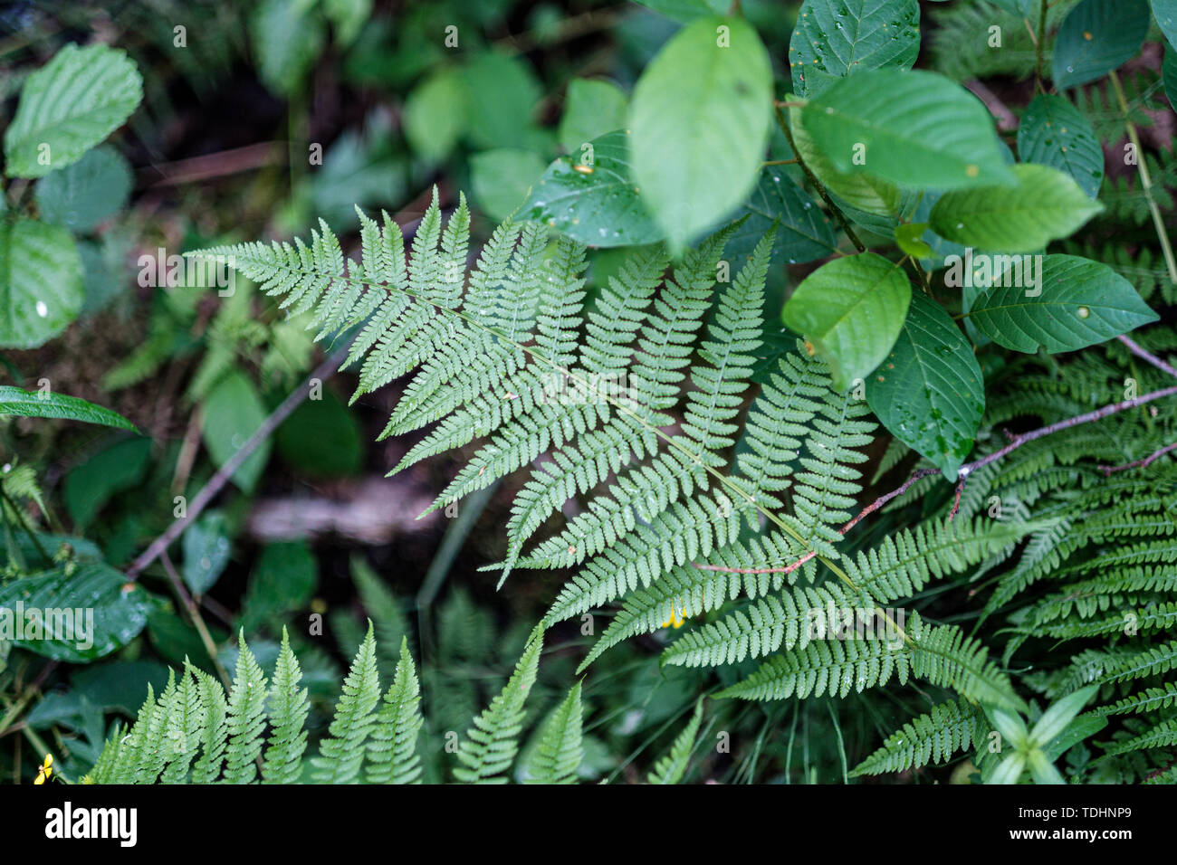 young fresh fern leaves in forest summer after the rain with blur ...