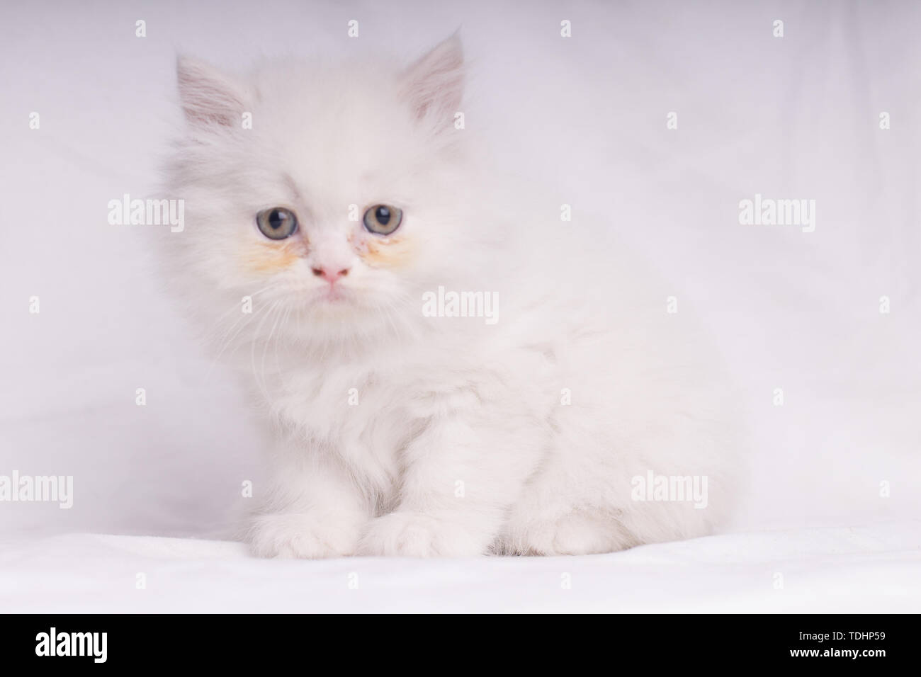 White Persian cat kitten with blue eyes lying down looking at camera isolated on white backgrownd - Stock Photo