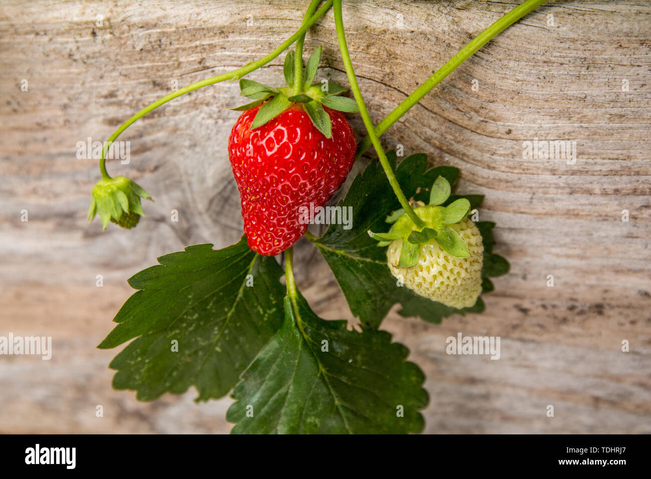 Everbearing strawberry plants growing in a raised bed garden in