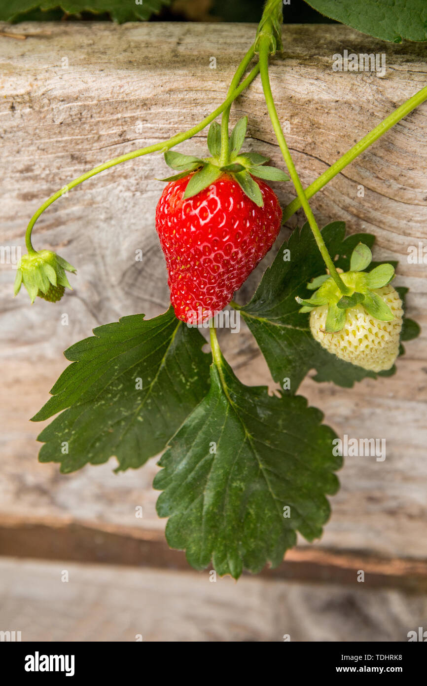Everbearing strawberry plants growing in a raised bed garden in
