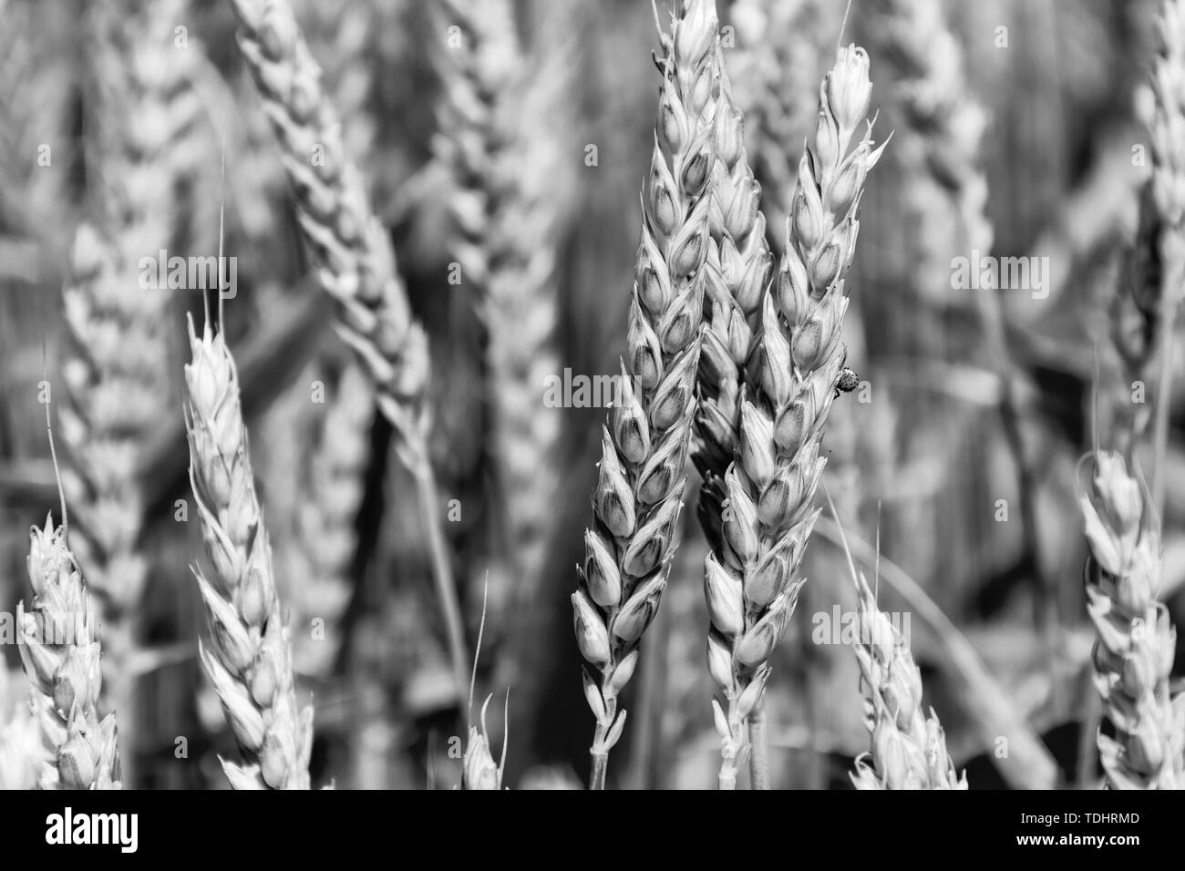 Barley ripening Black and White Stock Photos & Images - Alamy