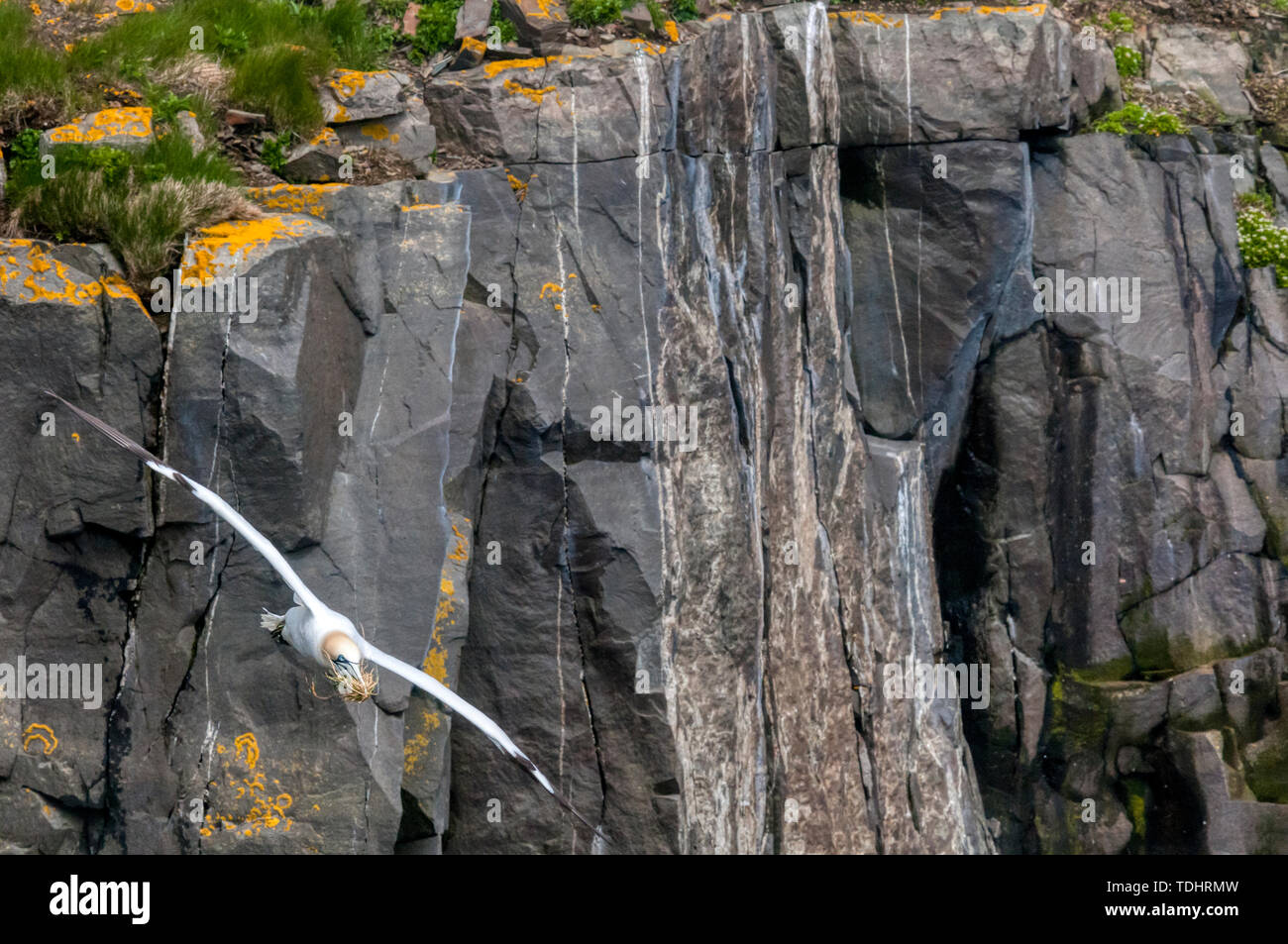 A northern gannet, Morus bassanus, flies in with nesting material in its beak at Cape St. Mary's Ecological Reserve breeding colony on Newfoundland. Stock Photo