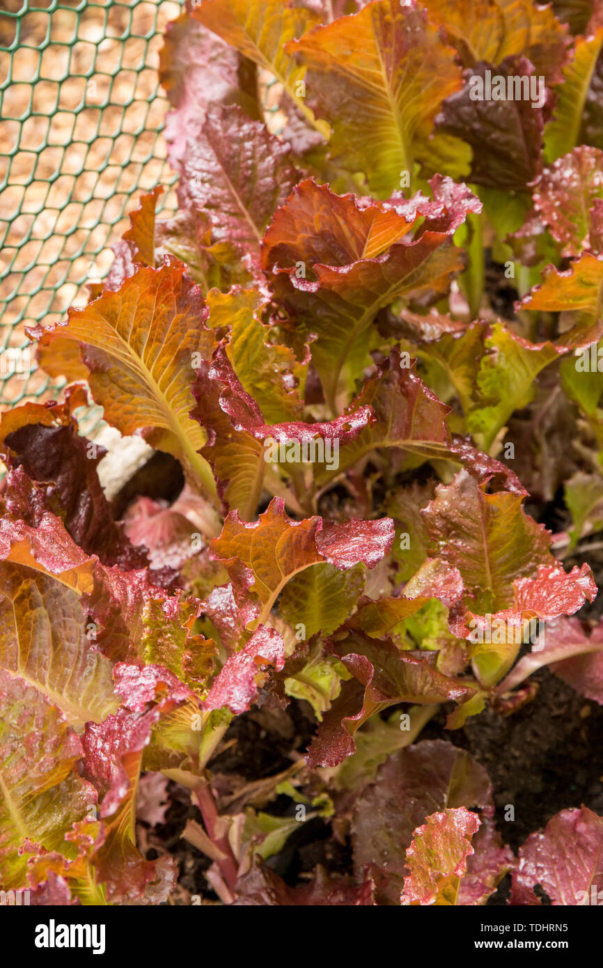 Merlot looseleaf lettuce growing in a garden in Issaquah, Washington, USA.  Striking, deep dark red, almost purple frilly leaves.  A very crisp and op Stock Photo