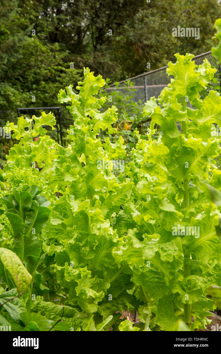 Bolted lettuce hires stock photography and images Alamy