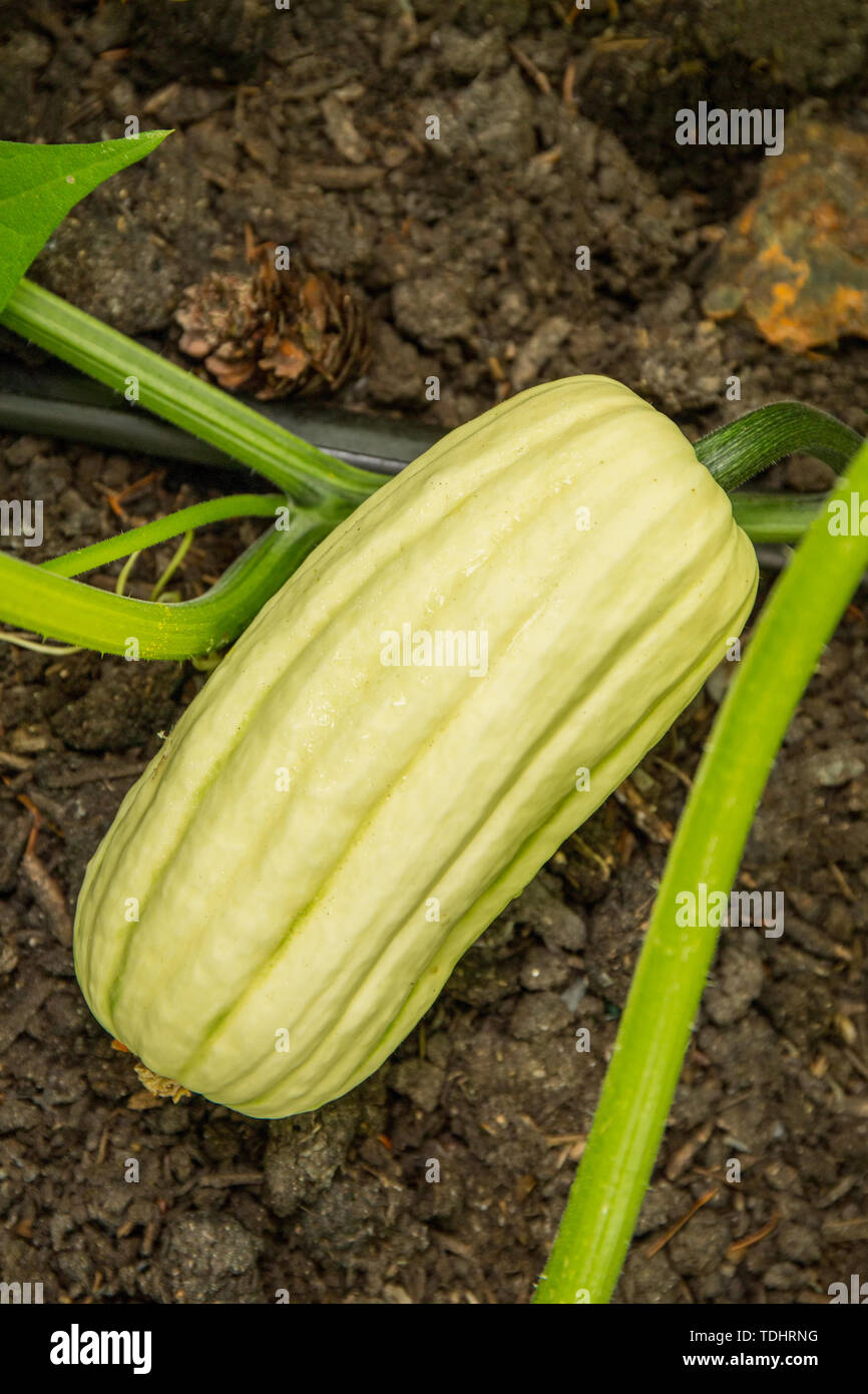 Delicata squash growing in a garden in Issaquah, Washington, USA Stock