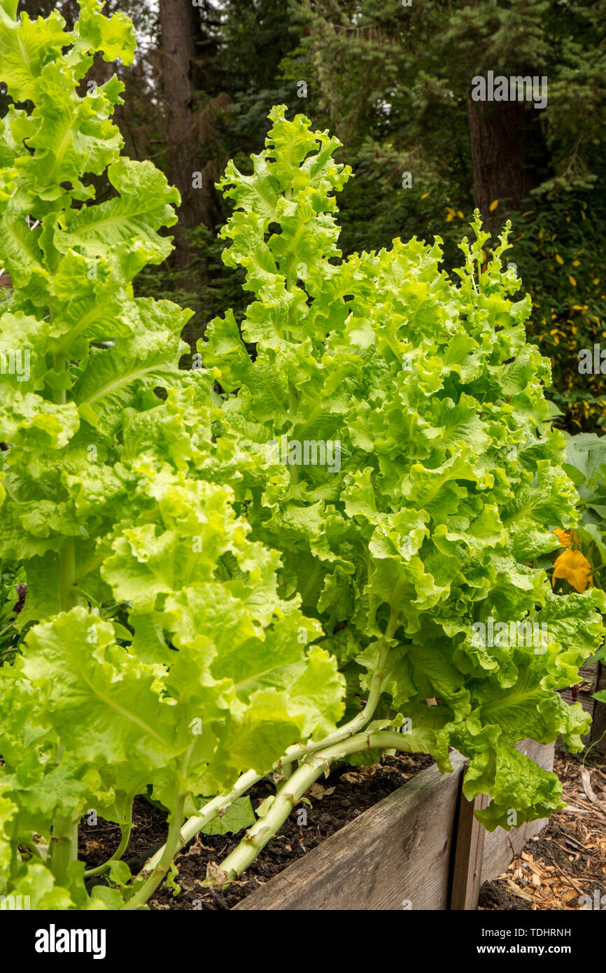 Bolted lettuce hires stock photography and images Alamy