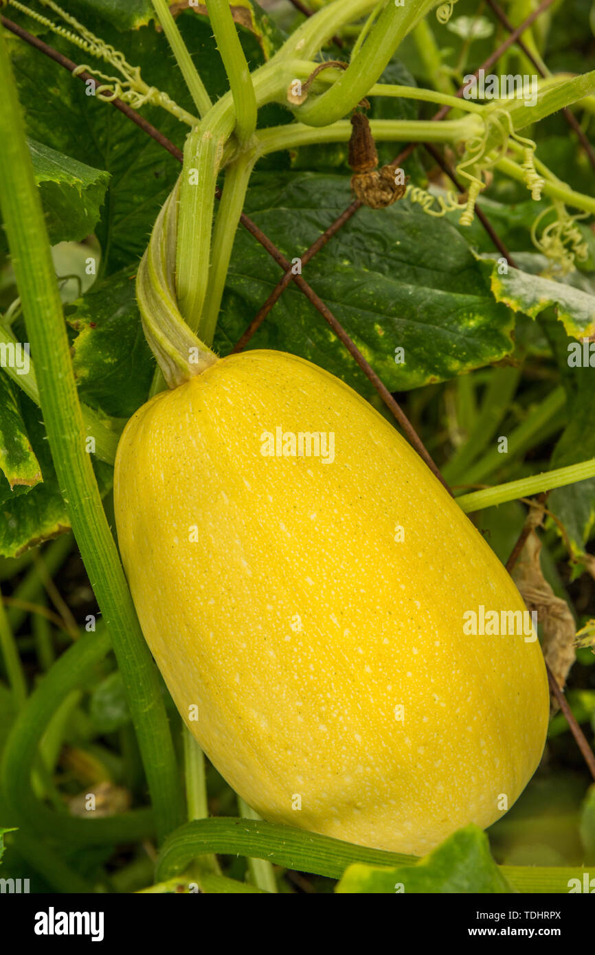 Spaghetti or Vegetable Spaghetti squash plant growing in a garden in Issaquah, Washington, USA Stock Photo