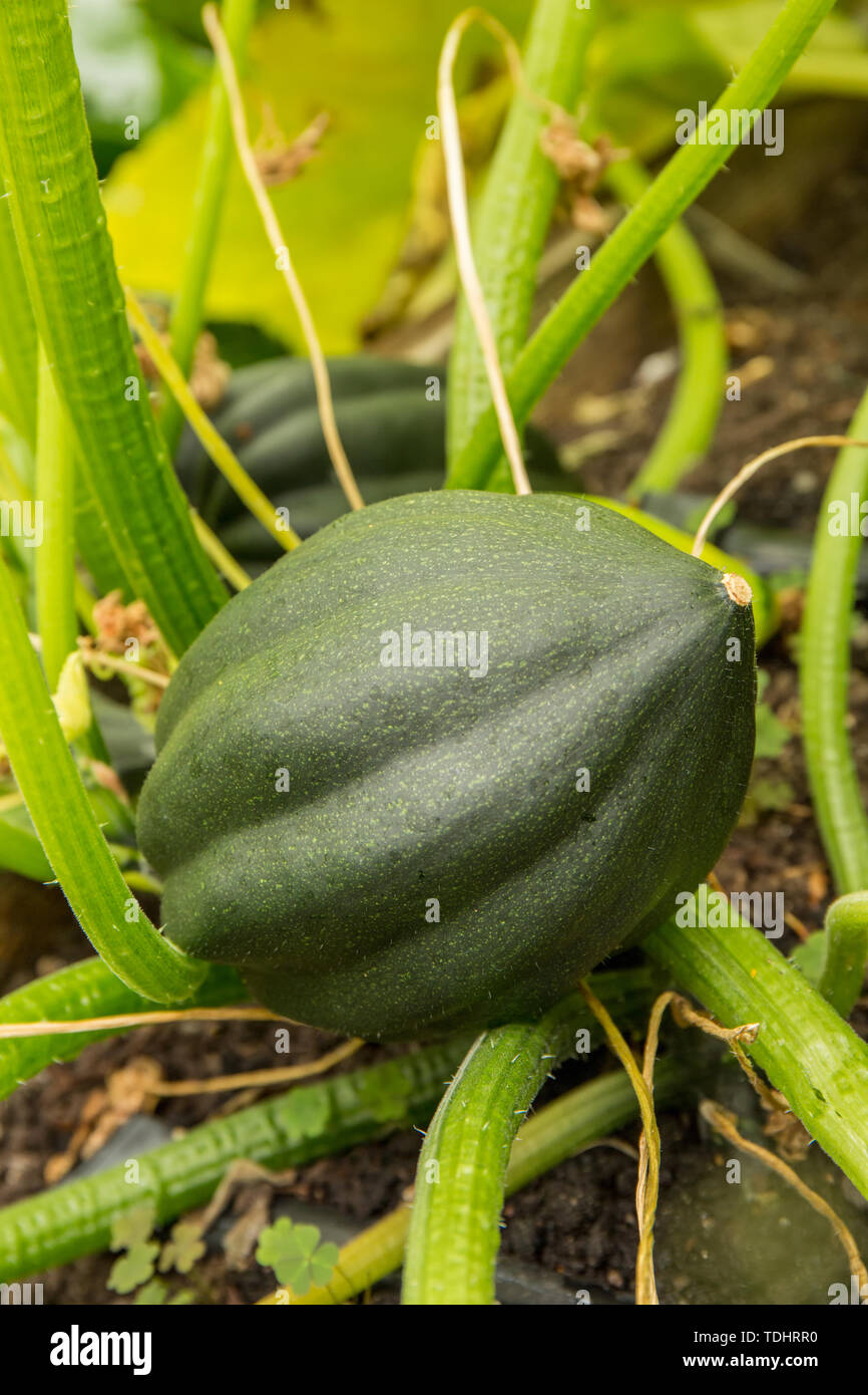 Acorn squash plant, a winter squash, growing in a garden in Issaquah, Washington, USA Stock Photo