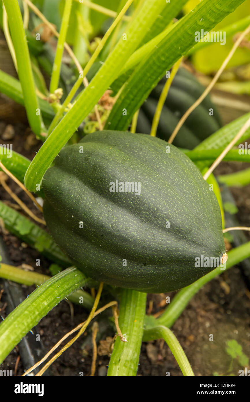 Acorn squash plant, a winter squash, growing in a garden in Issaquah, Washington, USA Stock Photo