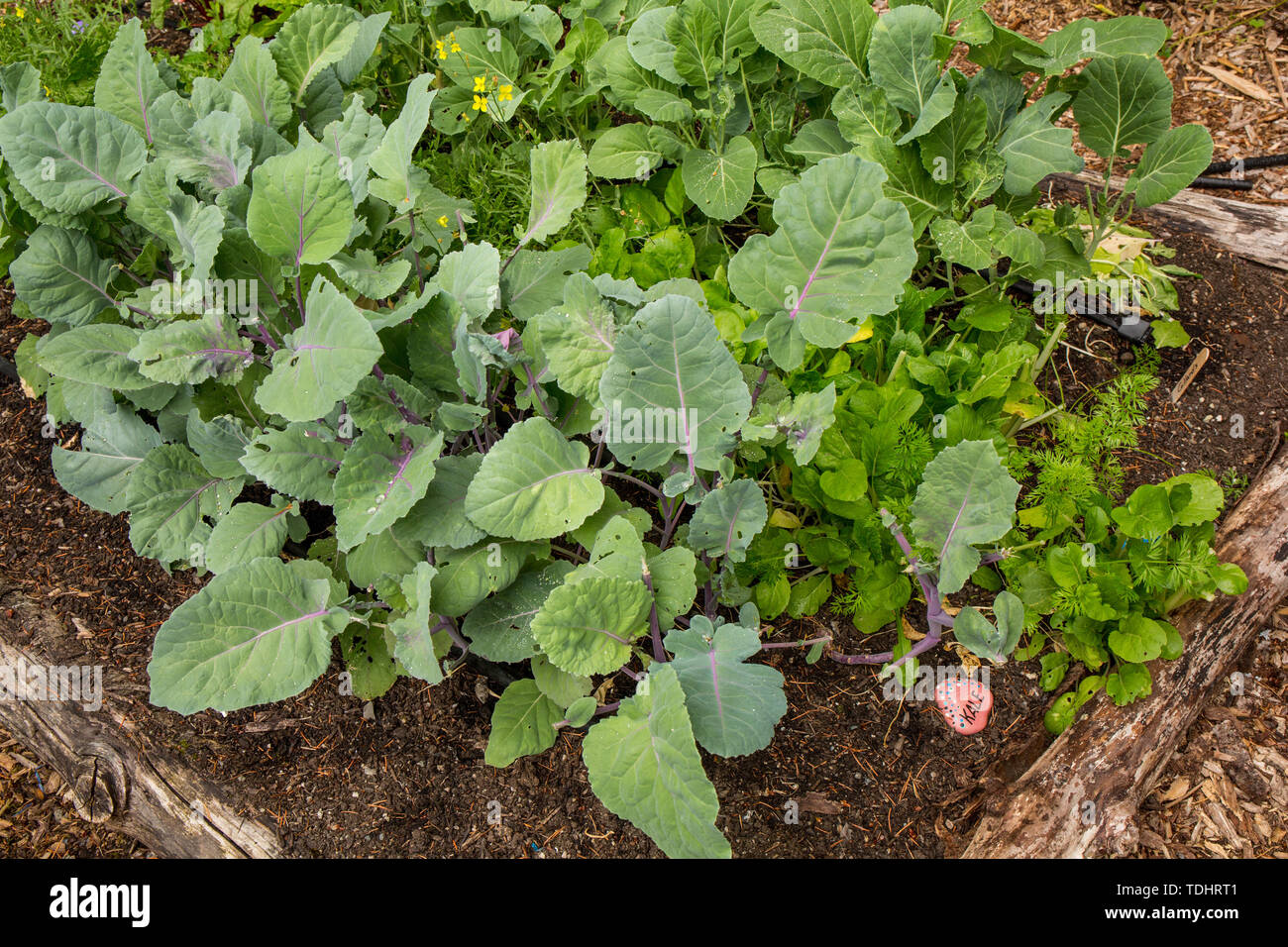 Kale, bok choi and collard greens growing in a garden in Issaquah, Washington, USA Stock Photo