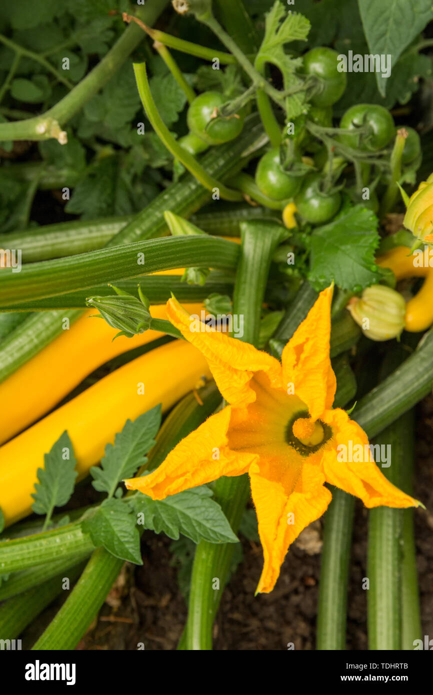 Yellow Straightneck summer squash showing its blossom in a garden in
