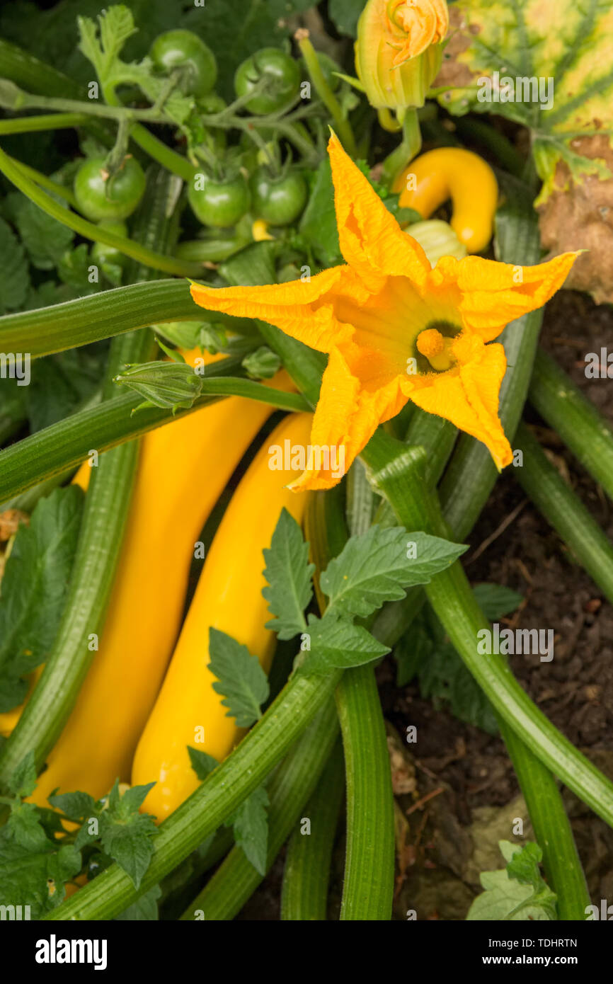 Yellow Straightneck summer squash showing its blossom in a garden in