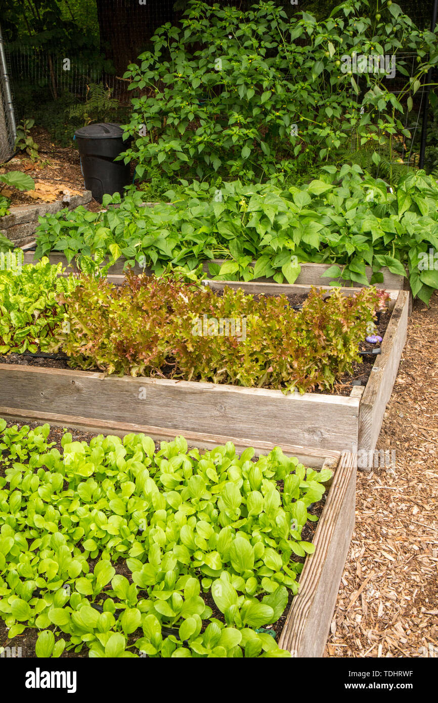 Lushlooking Mirrormont community garden showing bok choy, lettuce