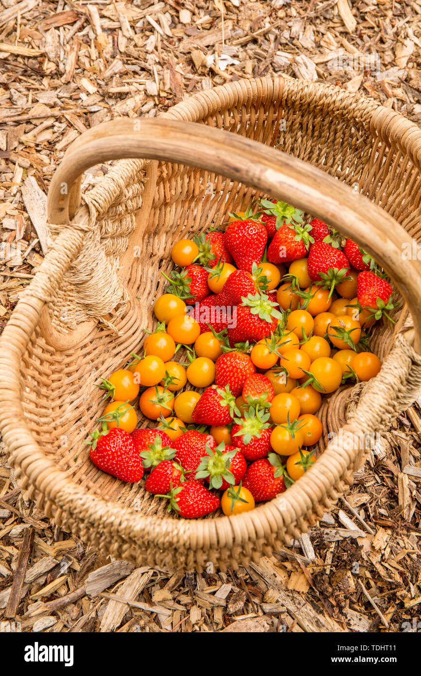 Basket of freshly harvested Sungold cherry tomatoes and strawberries in a garden in Issaquah, Washington, USA Stock Photo