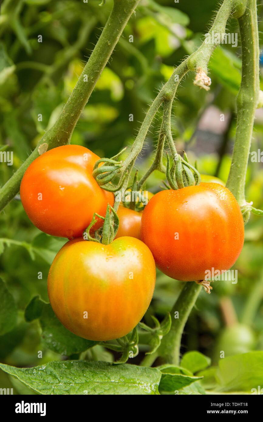 Stupice tomatoes growing in a garden in Issaquah, Washington, USA Stock Photo