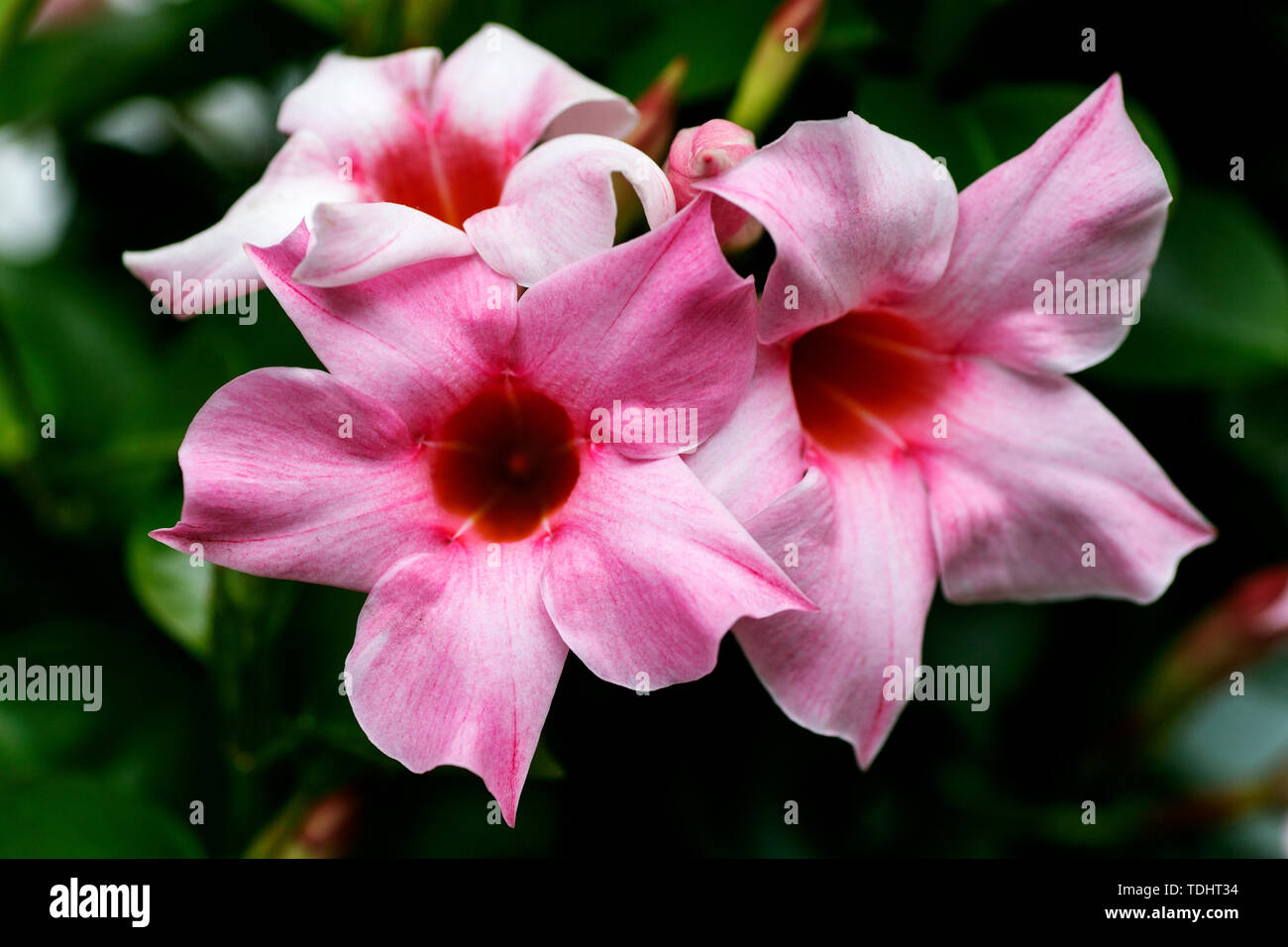 Mandevilla flower Apocynaceae family macro background fine art in high quality prints products fifty megapixels prints Stock Photo
