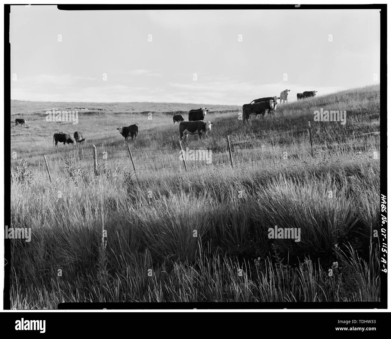 Mccune High Resolution Stock Photography and Images - Alamy
