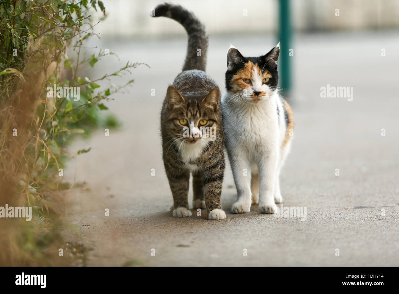 Two cats sunset hi-res stock photography and images - Alamy