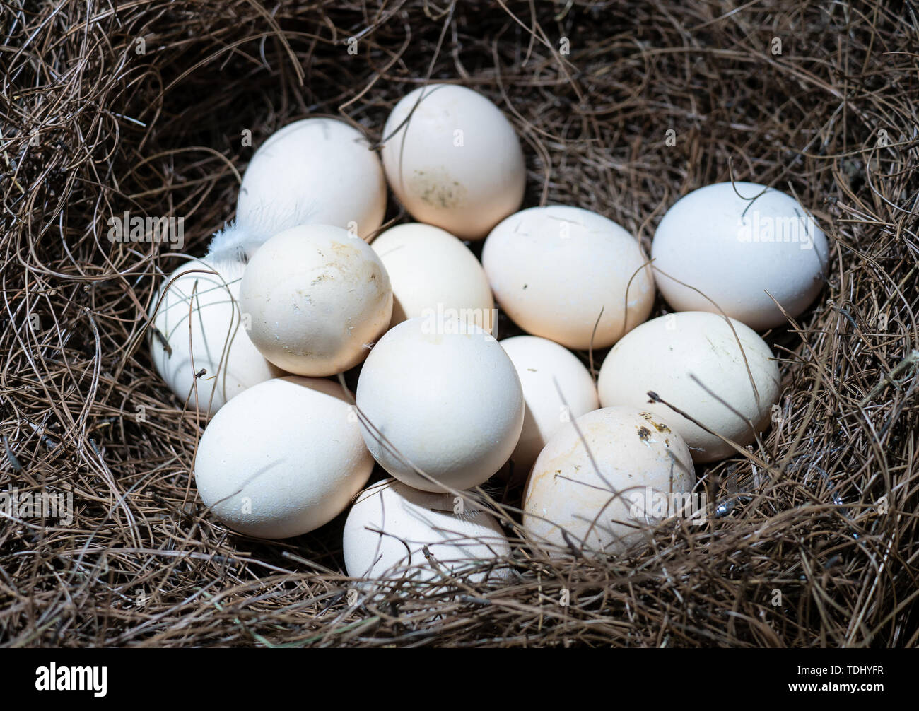 A litter of eggs in a chicken nest Stock Photo Alamy