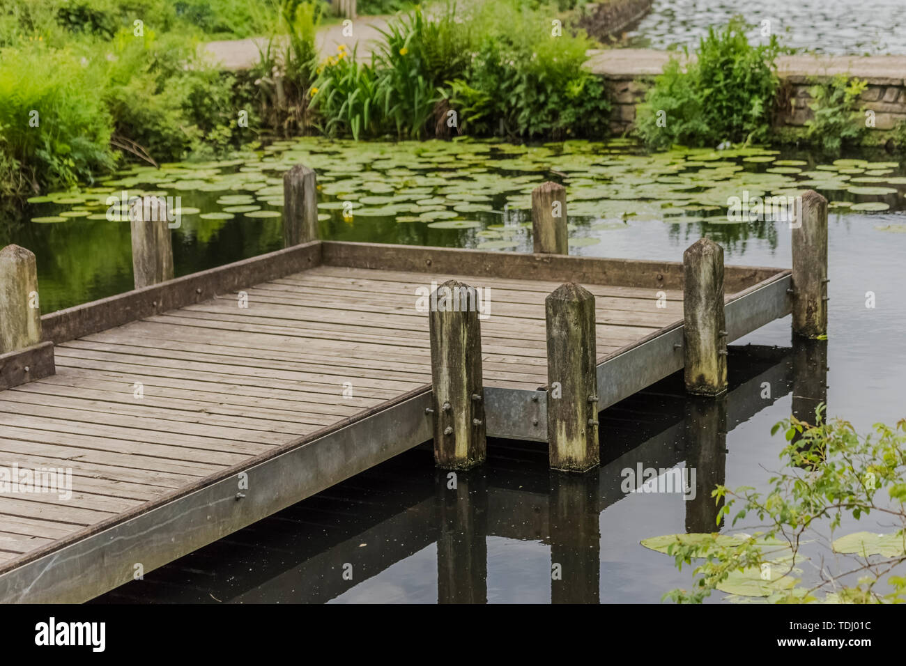Lovely wooden pier resting in a pond with water lilies in the background invoking feelings of calmness and stillness Stock Photo