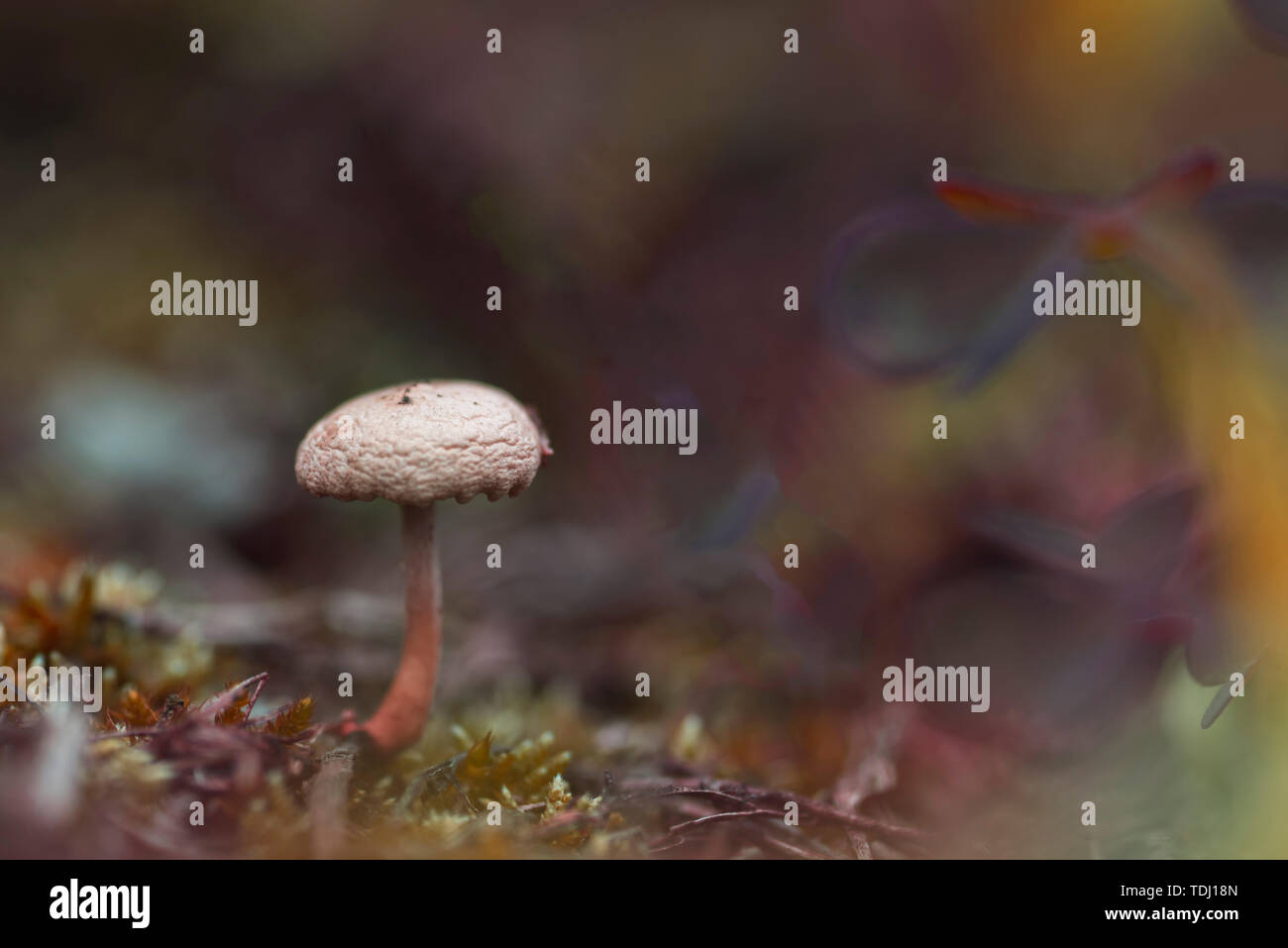 A set of microscopic photos of mushrooms Stock Photo - Alamy