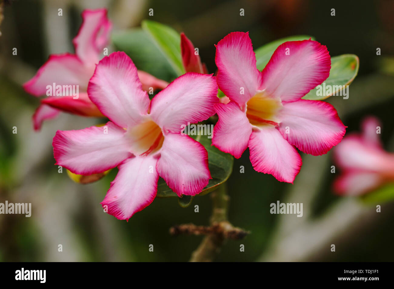 Stamen desert rose hi-res stock photography and images - Alamy