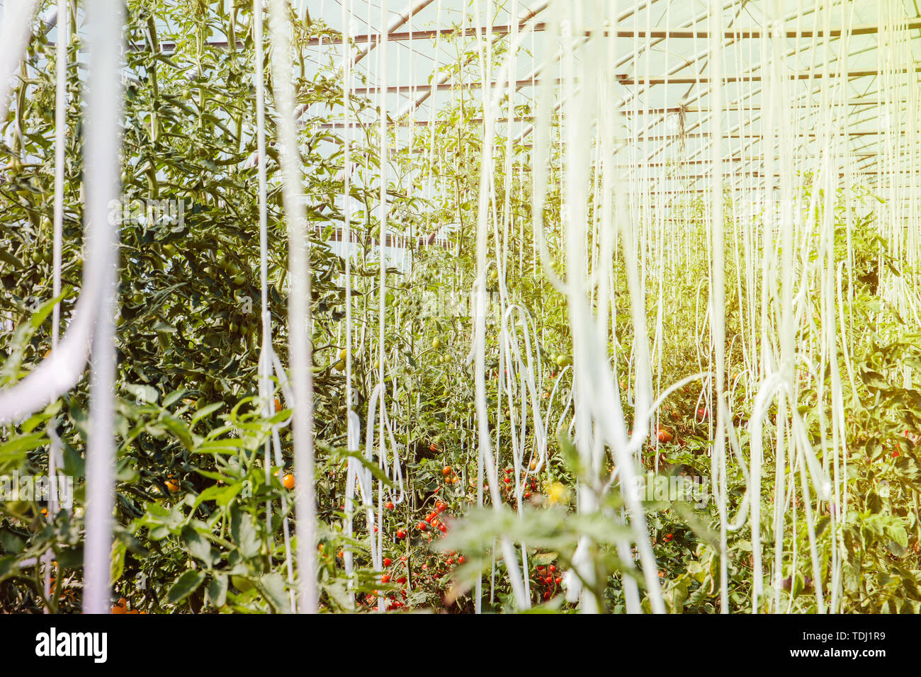 Organic greenhouse. Young plants of tomato growing in very large plant ...