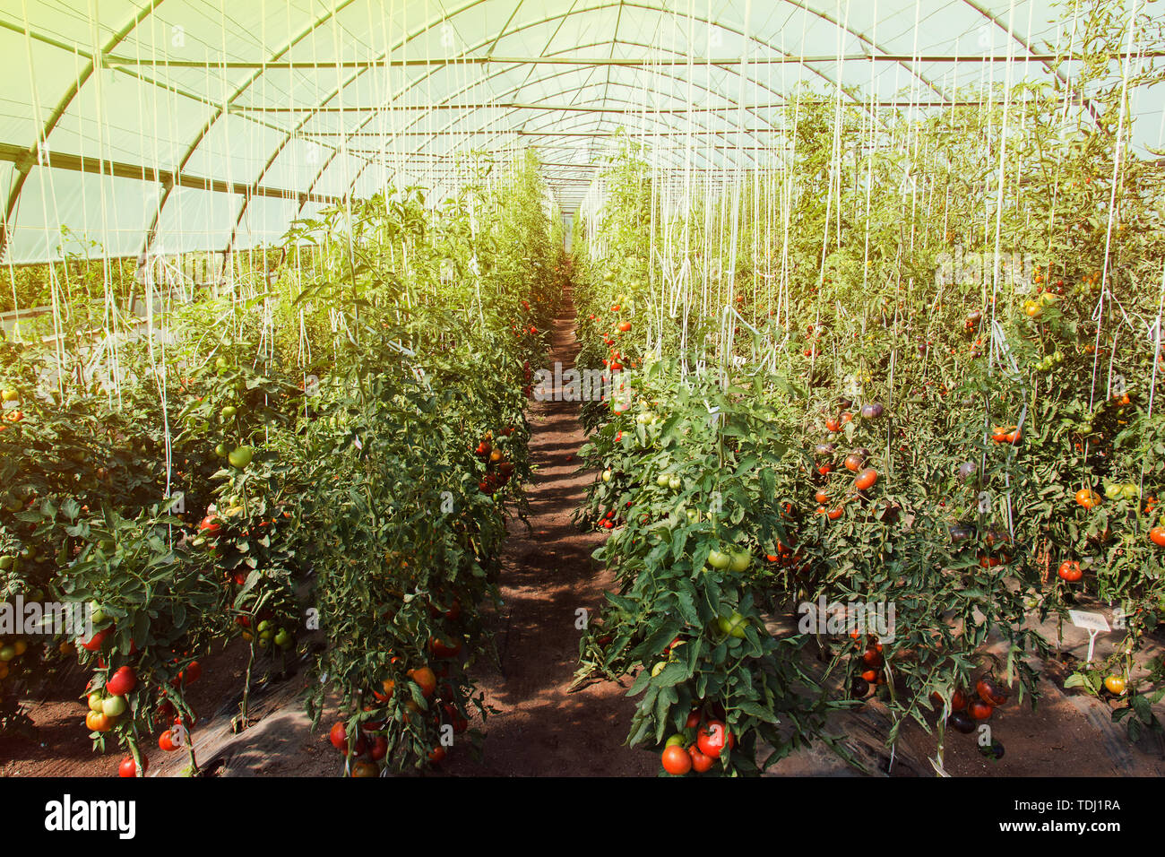 Organic greenhouse. Young plants growing in very large plant in ...