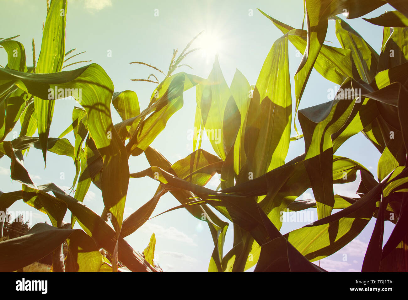 Organic greenhouse. High corn stalks growing in the field Stock Photo