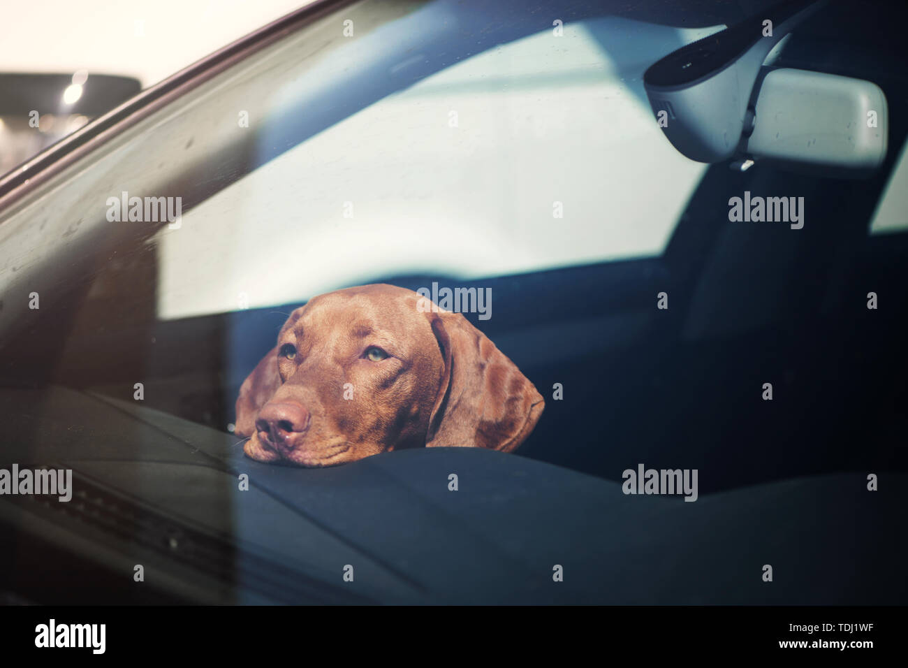 Dog left alone in locked car. Abandoned animal concept. Stock Photo